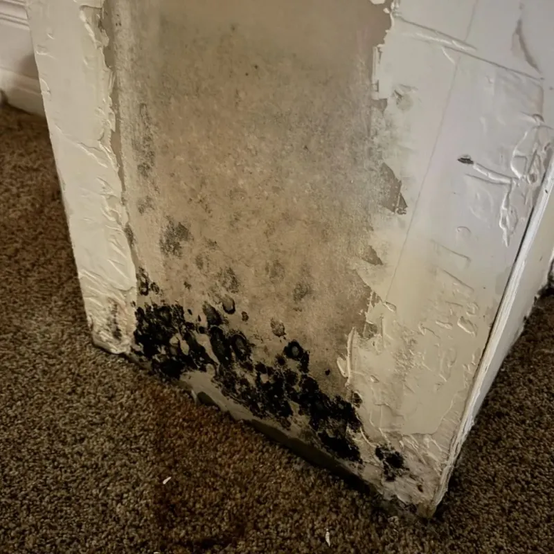 Professional Mold Removal in Mulino, OR